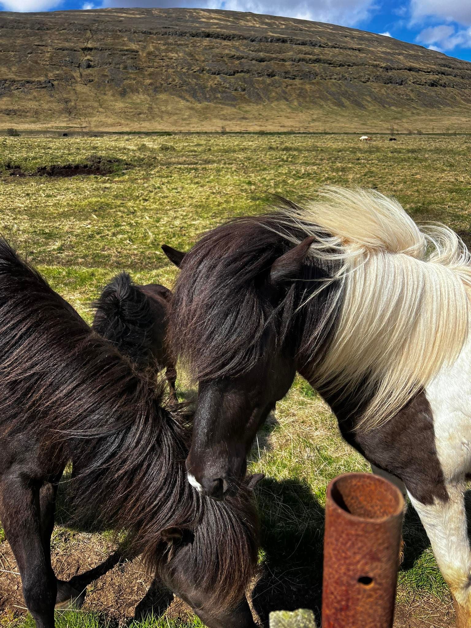 Hestar til sölu – MÓFELLSSTAÐIR